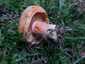 Lucfenyvesi rizike (Lactarius deterrimus), Őrség